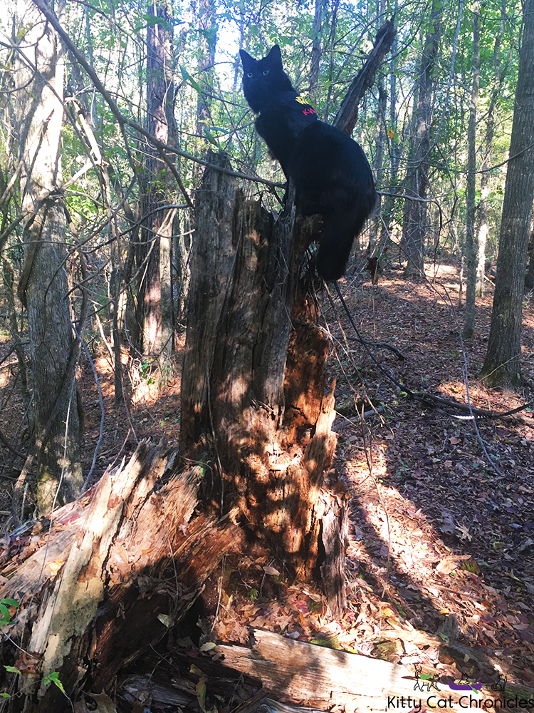 A Fun Fall Adventure at Brown's Mount - cat climbing