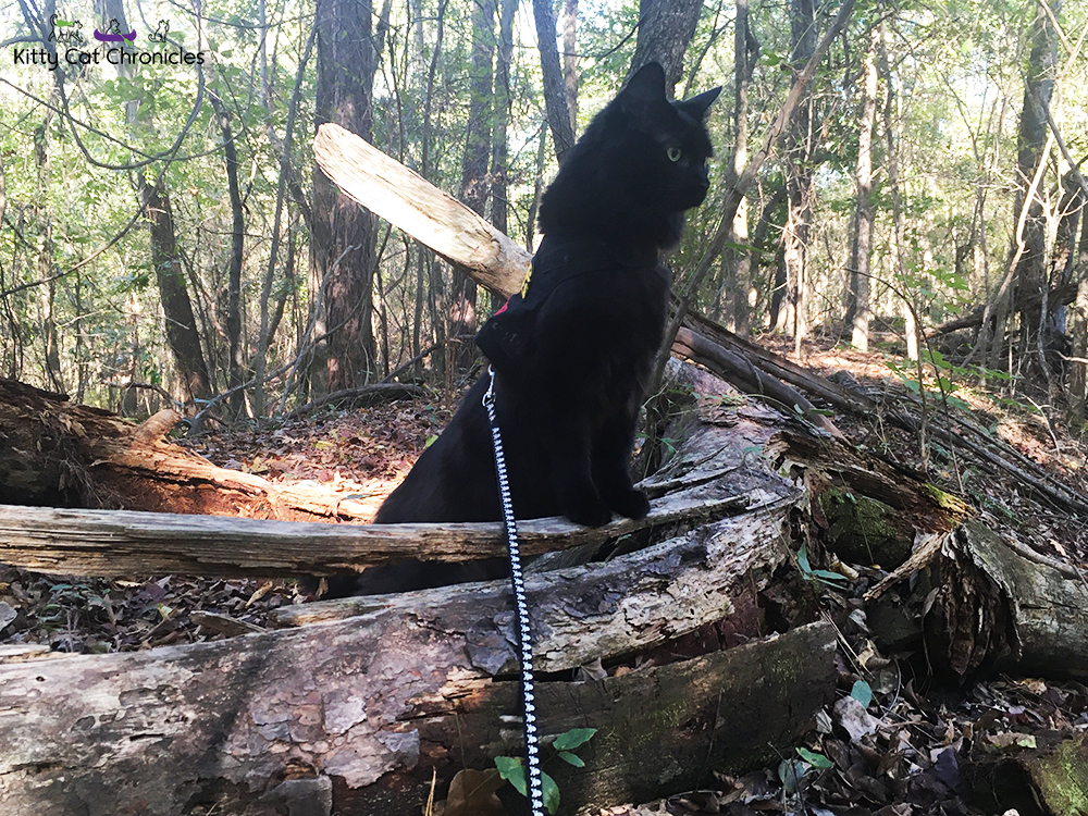 A Fun Fall Adventure at Brown's Mount - black cat hiking
