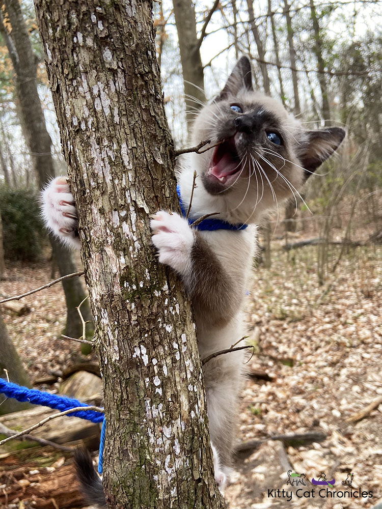Family Hike in Caster's Memory - Gryphon the Kitten climbing a tree