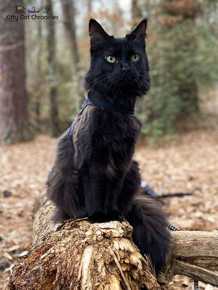 Family Hike in Caster's Memory - Kylo Ren, cat on log