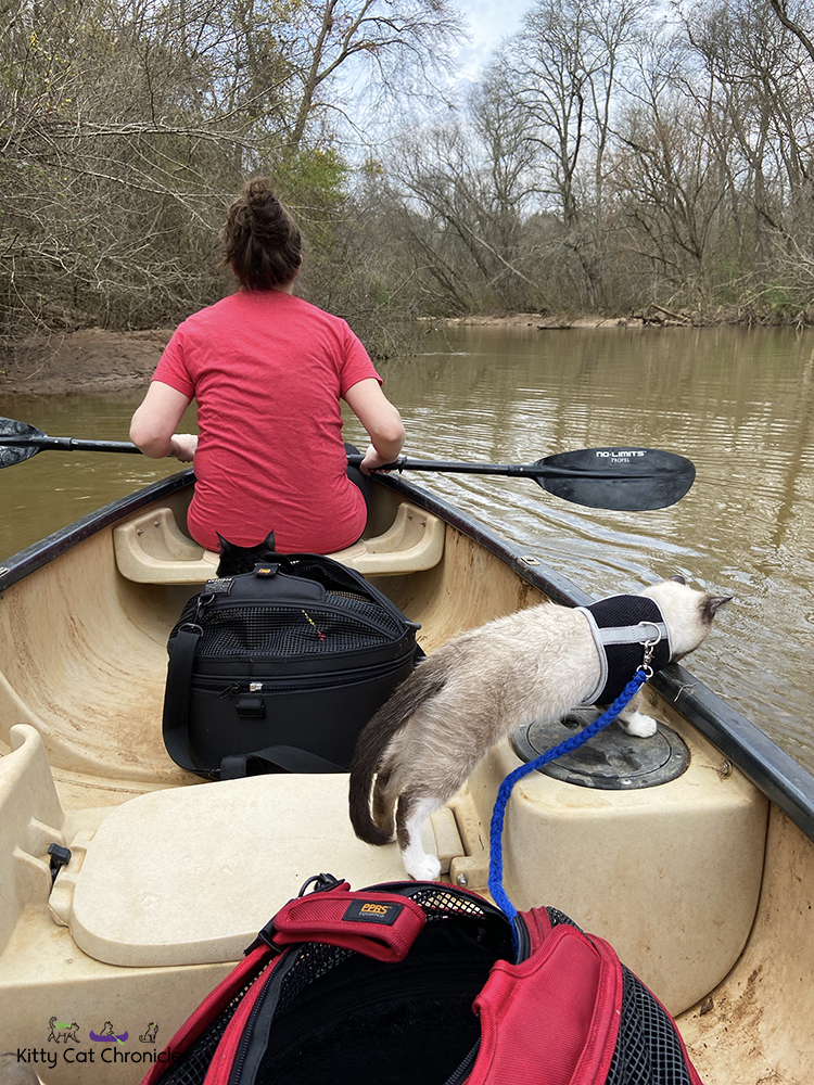 Our Athens Getaway - cats on a canoe