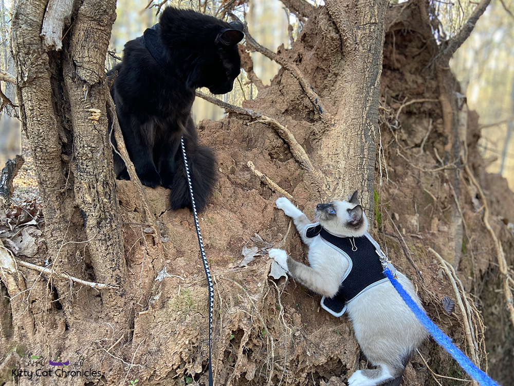 Piedmont National Wildlife Refuge with Kylo Ren & Gryphon - cat on tree