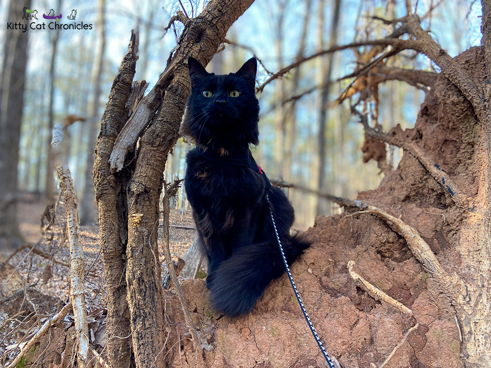 Piedmont National Wildlife Refuge with Kylo Ren & Gryphon - black cat on tree root ball
