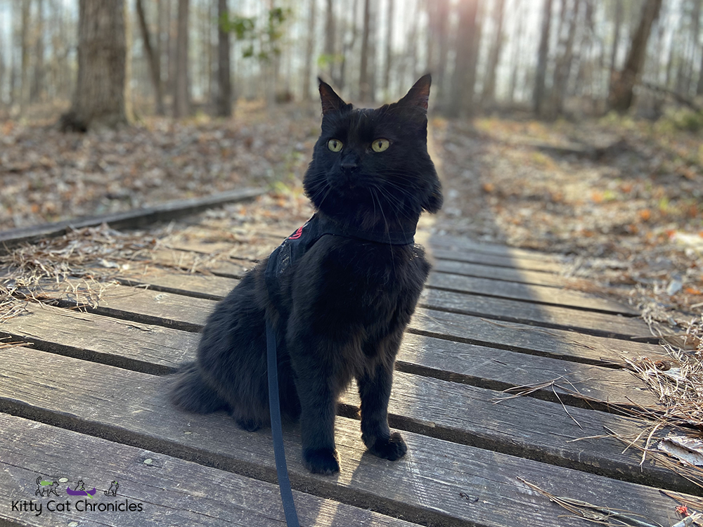 Piedmont National Wildlife Refuge with Kylo Ren & Gryphon - black cat on hike