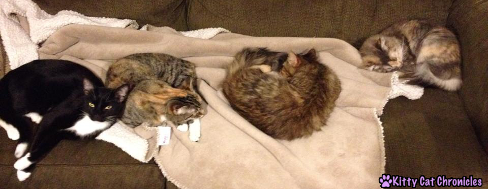cats laying on couch
