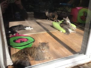 Sunbathing Cats