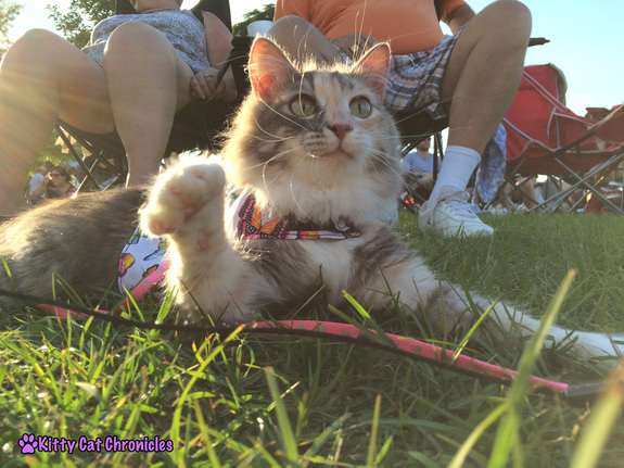 What is Cerebellar Hypoplasia? - Sophie, CH Cat, playing outside