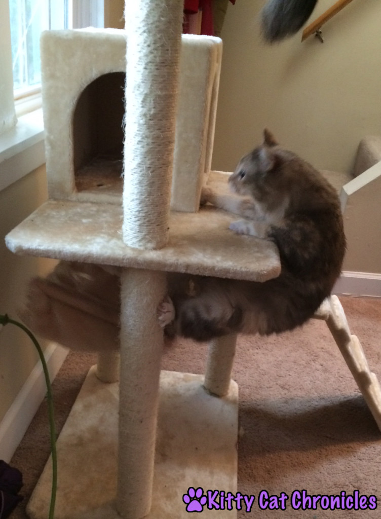 Sophie Climbs the Cat Tree