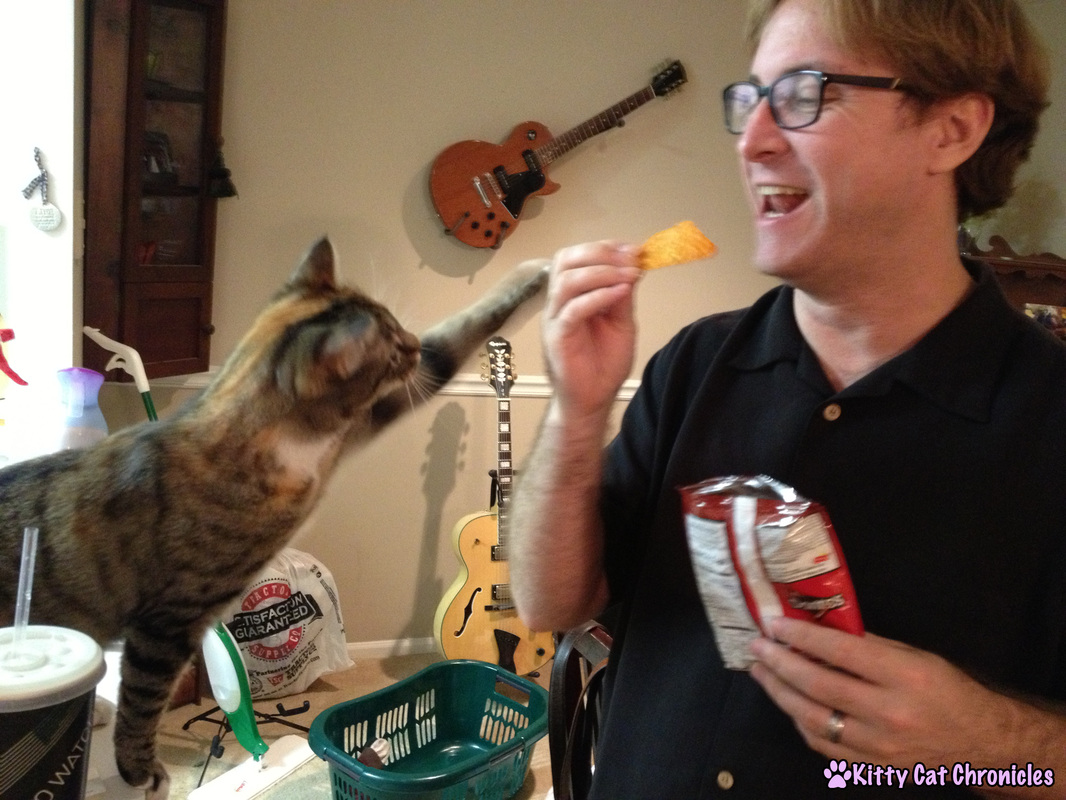 Adopt-a-Shelter-Cat Month: 12 Reasons to Adopt a Cat! - Cat Eating Doritos