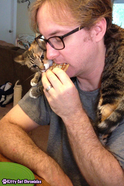 Adopt-a-Shelter-Cat Month: 12 Reasons to Adopt a Cat! - Cat Eating Pizza