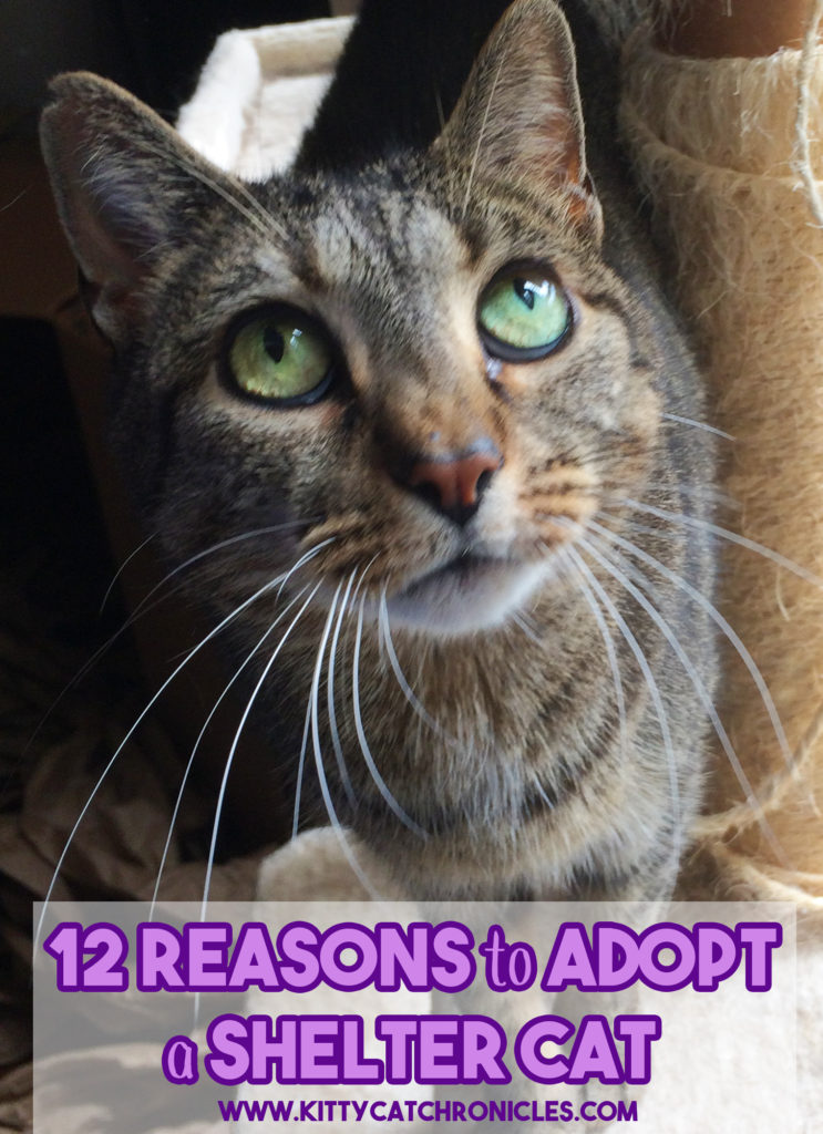 12 Reasons to Adopt a Shelter Cat
