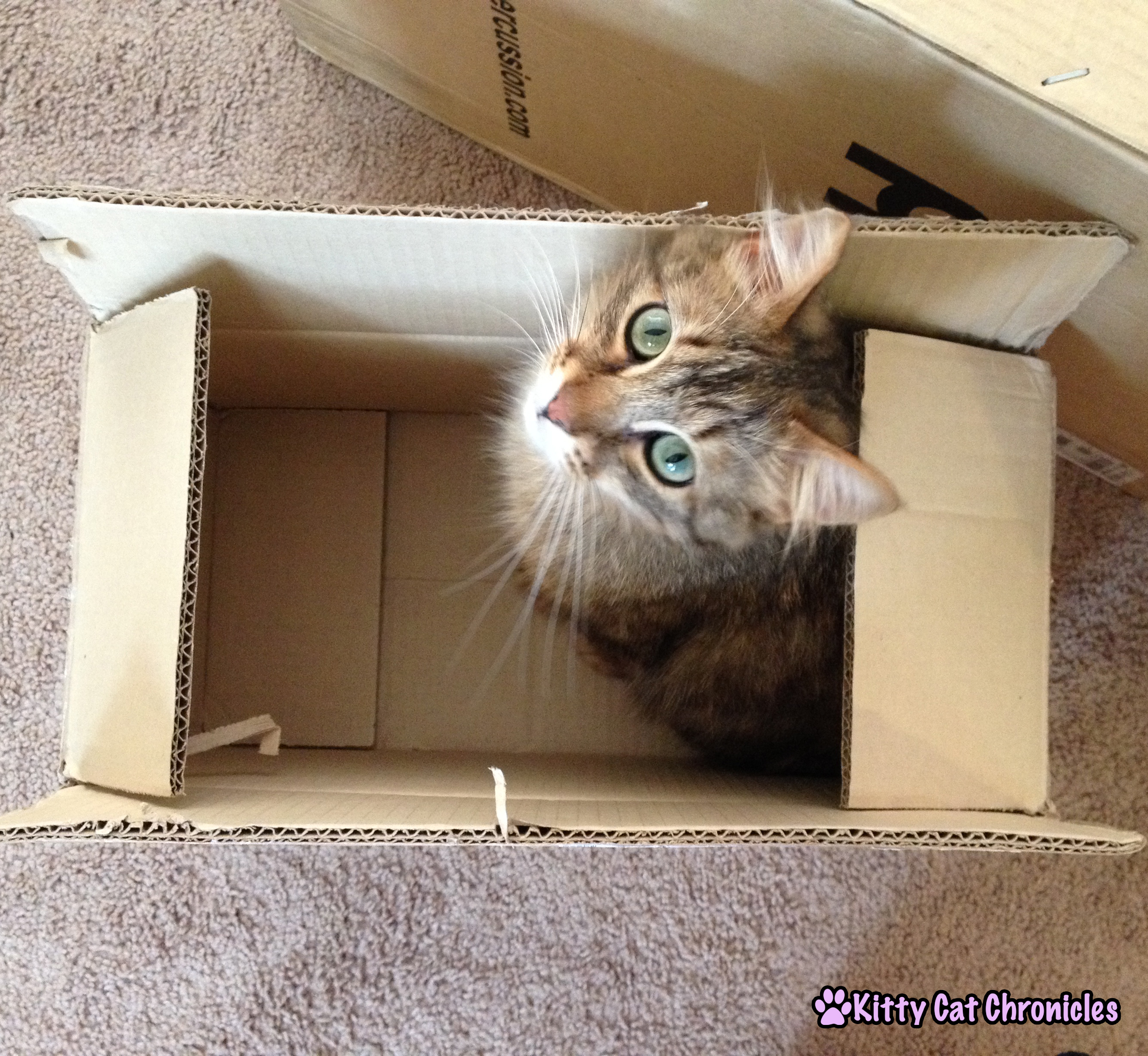 Caster Cat in a Box