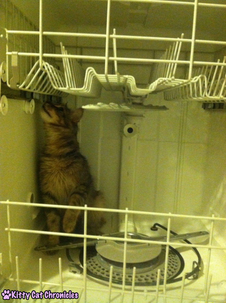12 Reasons to Adopt a Shelter Cat - Cat in Dishwasher