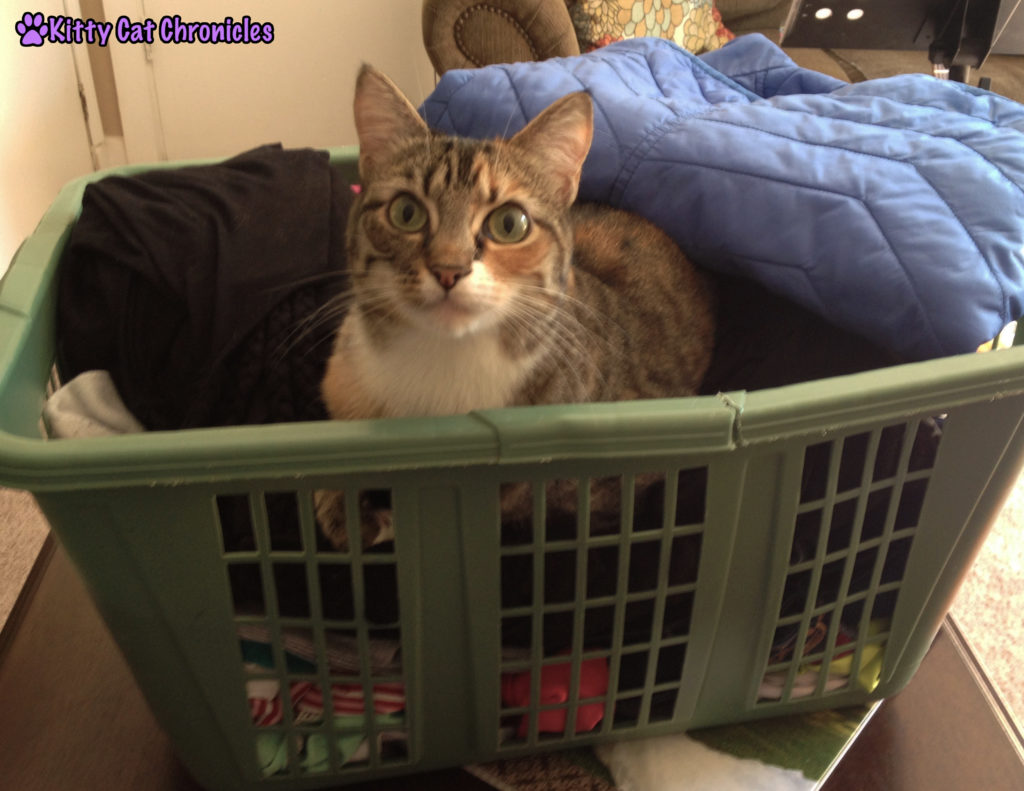 12 Reasons to Adopt a Shelter Cat - Cat in Laundry