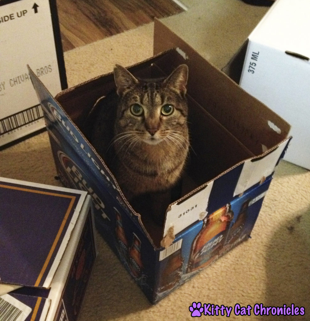Sassy Cat in a Box
