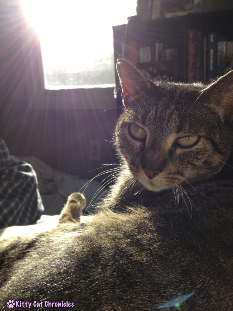 Sunbathing Cat 