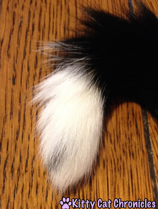 Tuxie Tuesday: Sampson's Tail