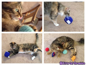 Cats playing with Crochet Toys