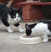 Feral Cats - how to help them by feeding them