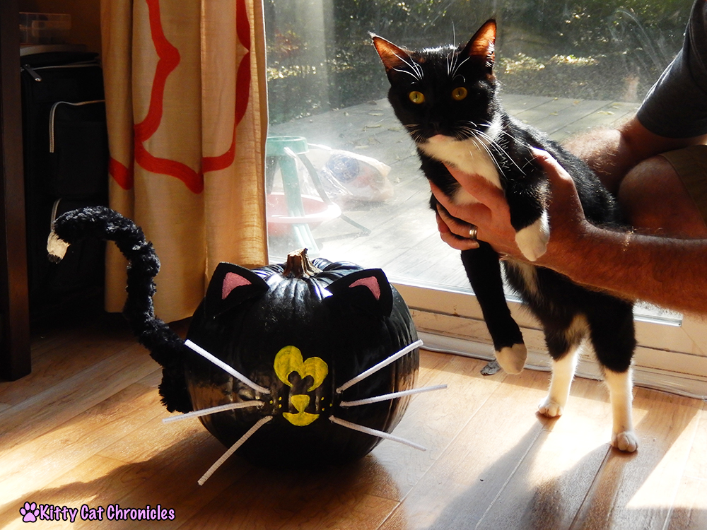 Halloween DIY Project: Painted Cat Pumpkin - black cat pumpkin