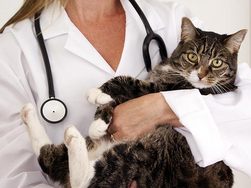 Photo: Cat and Vet, The FIV Vaccine: What You Need to Know