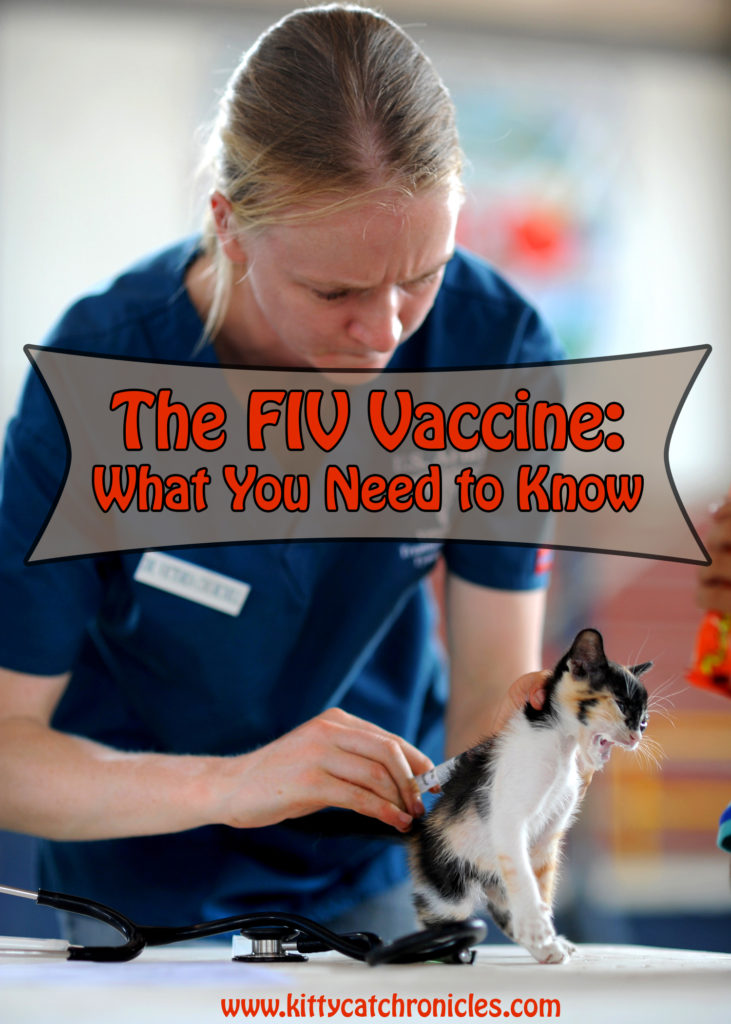 The FIV Vaccine: What You Need to Know