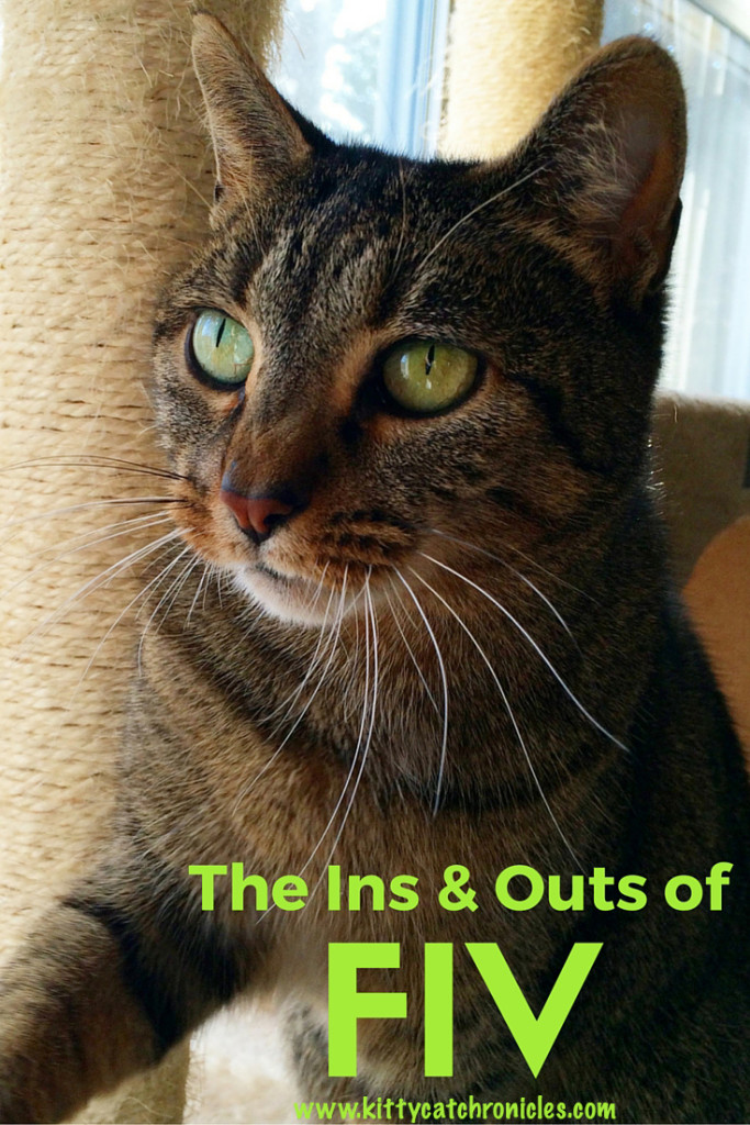 The Ins & Outs of FIV