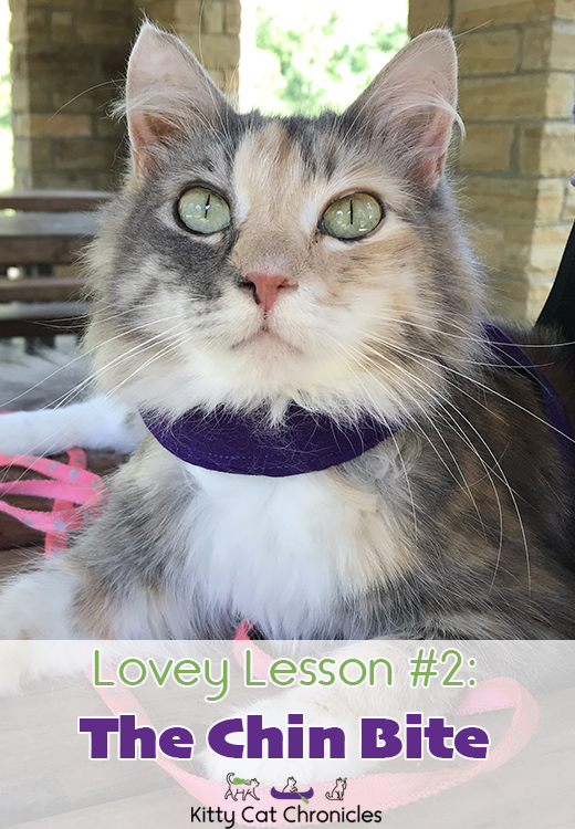 Lovey Lesson #2: The Chin Bite - dilute tortie cat