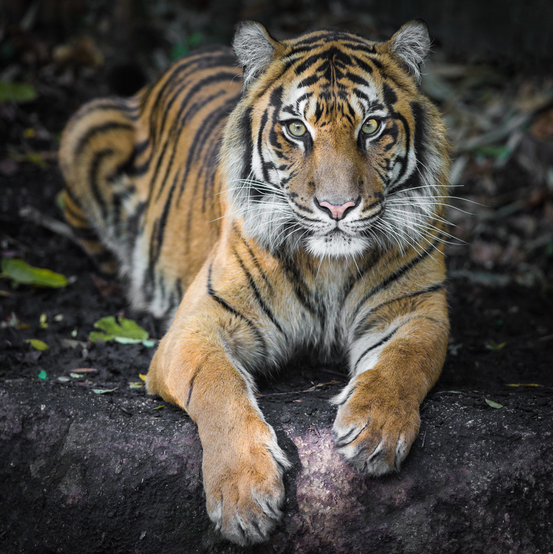Endangered Species Day - Bengal tiger