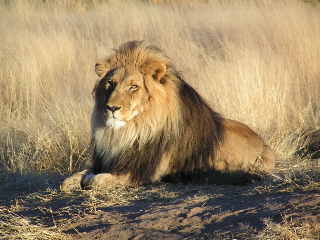 Endangered Species Day - Lion
