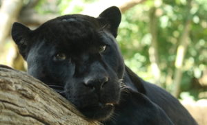 Endangered Species Day - Black Panther