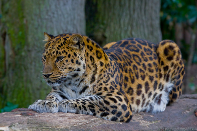 Endangered Species Day - Leopard