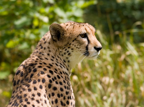Endangered Species Day - Cheetah