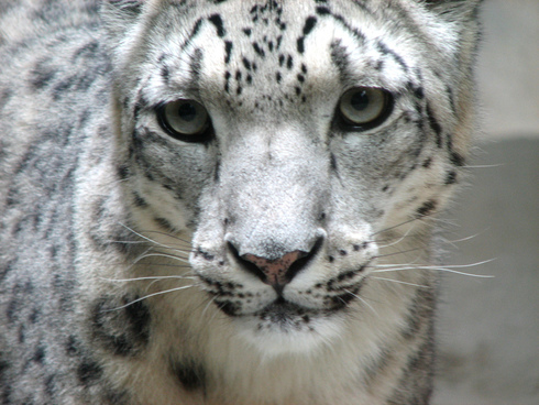 Endangered Species Day - Snow Leopard
