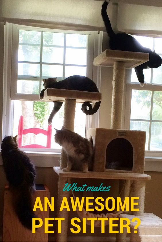 What Makes an Awesome Pet Sitter?