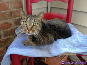 Sassy's Rescue Story - cat in her flower pot