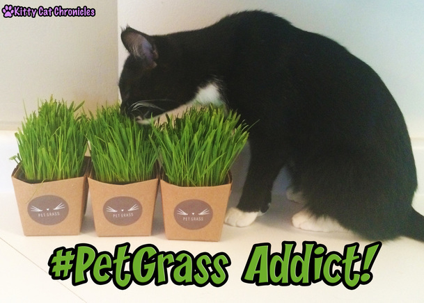 Welcome to #PetGrass-aholics Anonymous - Sampson the #PetGrass Addict