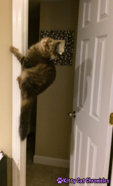Caster, cat climbing wall