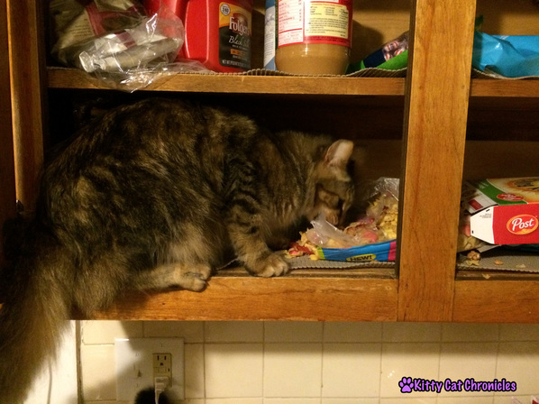 Caster cat in cabinet
