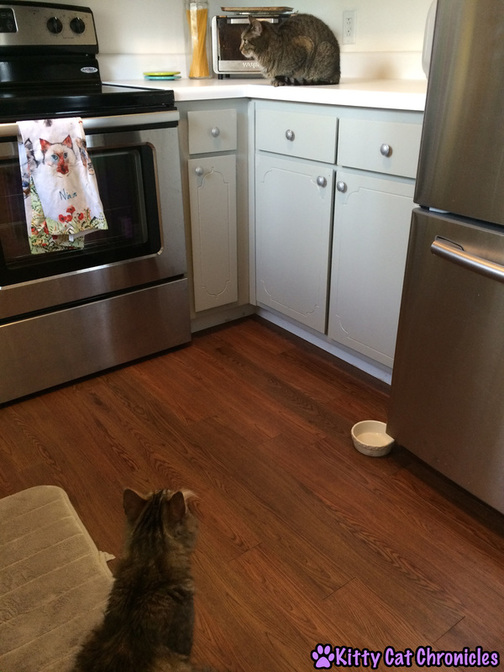 cats in kitchen, Caster's Big Meeting