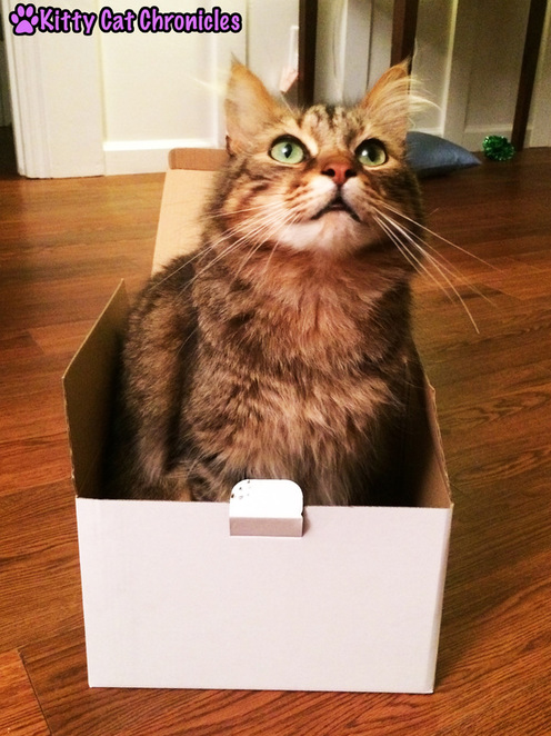 Caster cat in box