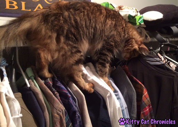 Caster cat climbing in closet
