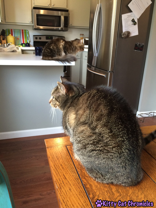 cats in kitchen