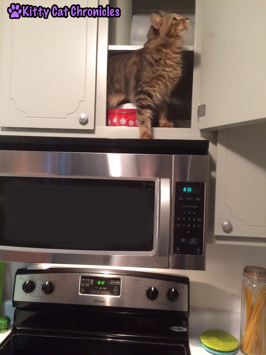 Caster, cat in cabinet
