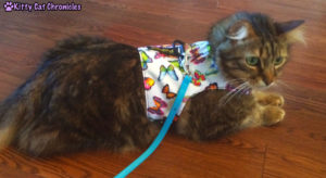 Caster, cat in butterfly harness