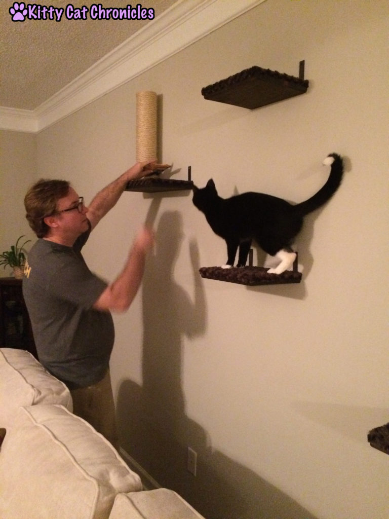 Cat Shelves - Catification
