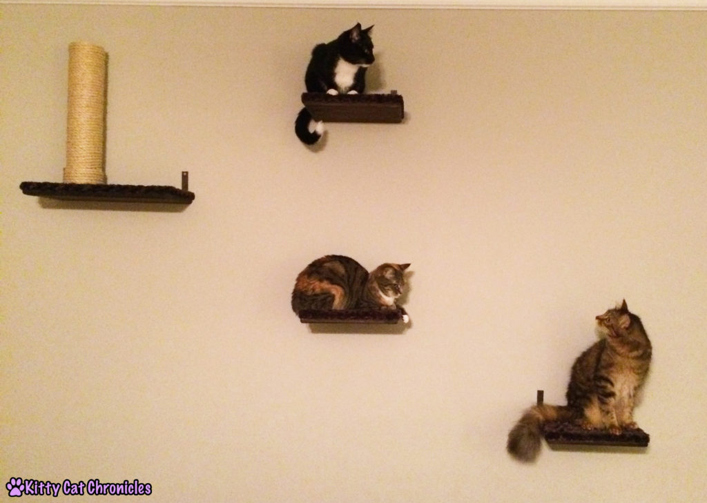 Cats on Shelves - Operation Catification