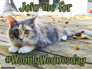Join me for #WobblyWednesday - CH Kitty