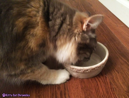 cat eating homemade cat treat