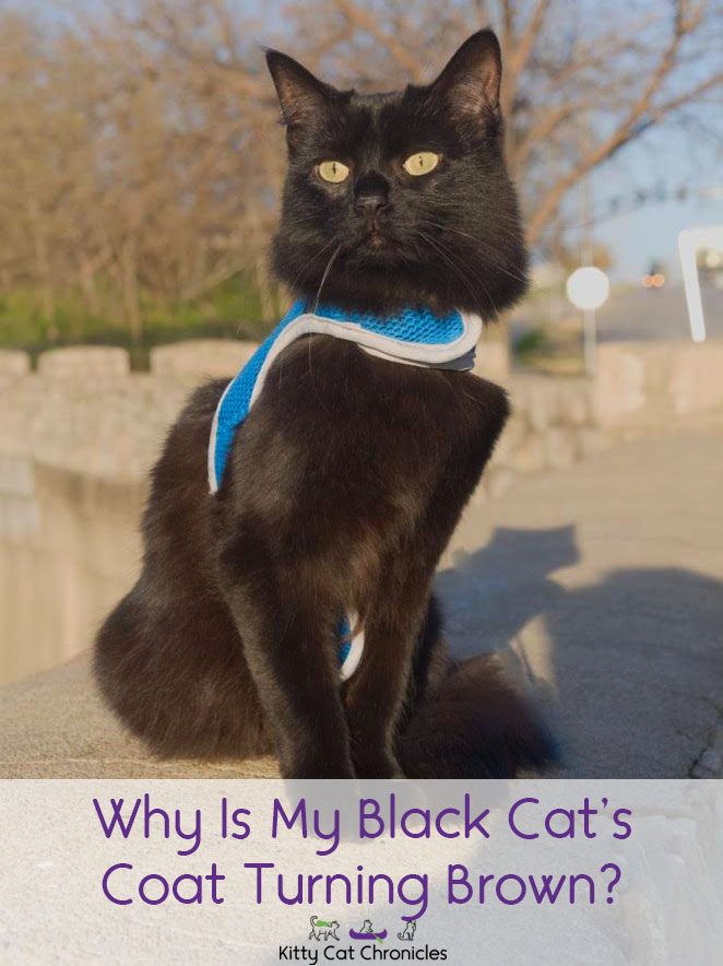 Why is My Black Cat's Coat Turning Brown? - black cat